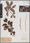 Foto von Salix aurita L. x Salix caprea L.